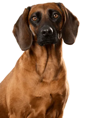 Bayerischer Gebirgsschweißhund bei der Nachsuche