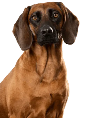 Bayerischer Gebirgsschweißhund