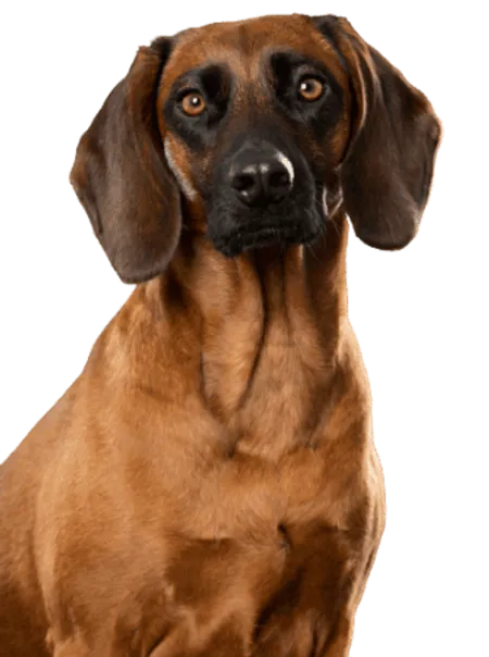 Bayerischer Gebirgsschweißhund