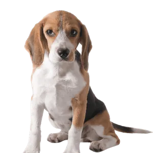 Beagle Puppy