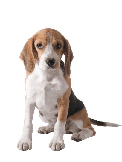 Beagle Puppy
