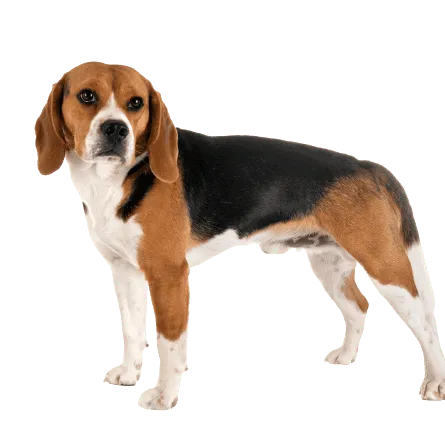 Beagle (1)