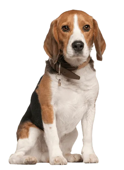 Beagle (3)