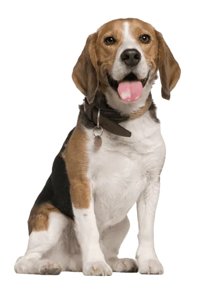 Beagle (2)