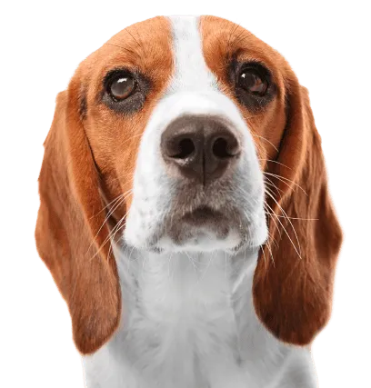 Beagle