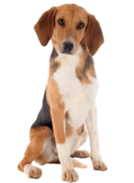 Beagle-Harrier