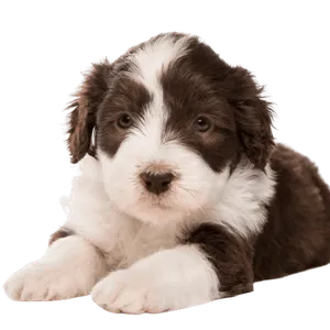 Bearded Collie Puppy