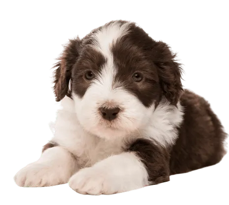 Bearded Collie Puppy