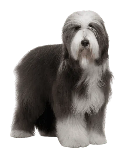 Bearded Collie 3