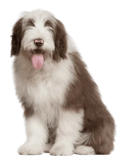 Bearded Collie Profile