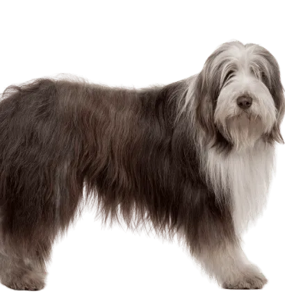 Bearded Collie 5