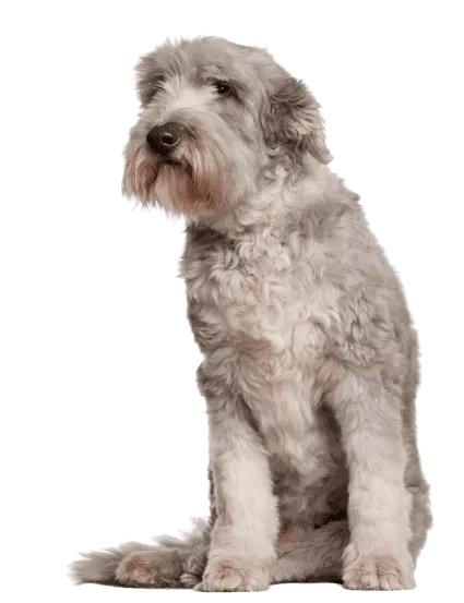 Bearded Collie