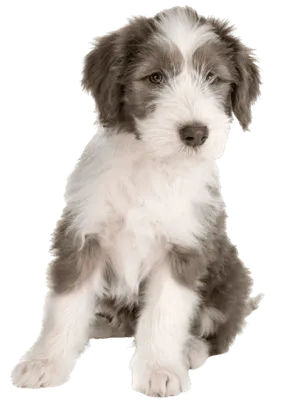 Bearded Collie (5)