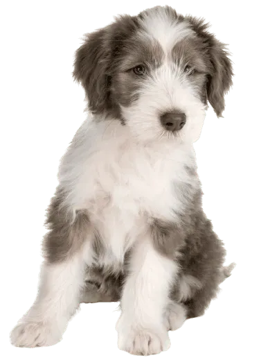 Bearded Collie (5)
