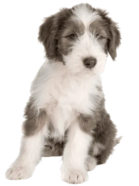Bearded Collie (5)