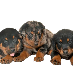Beauceron