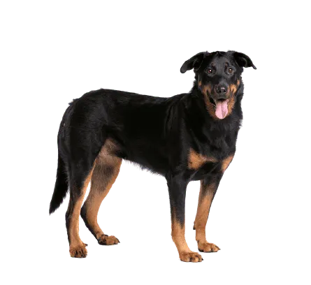 Beauceron (4)