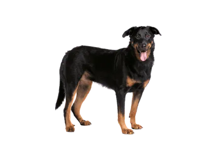 Beauceron (4)