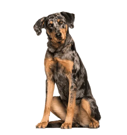Beauceron (6)