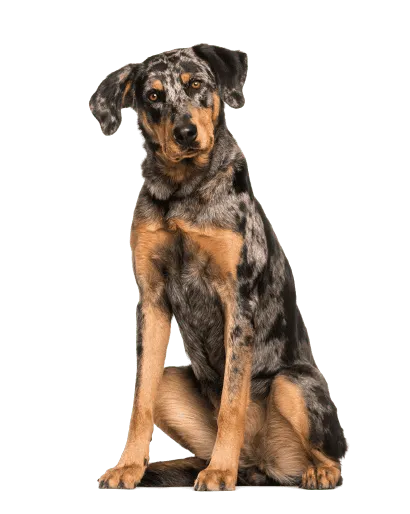 Beauceron (6)