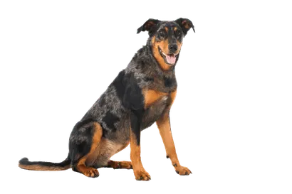 Beauceron (5)