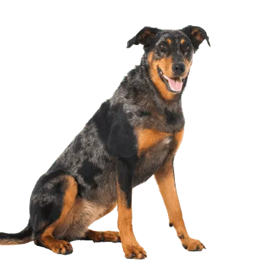 Beauceron (5)