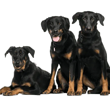 Beauceron (3)