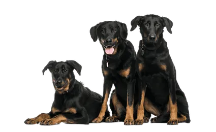 Beauceron (3)