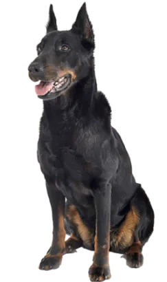 Beauceron