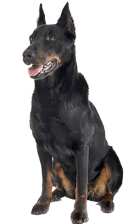 Beauceron