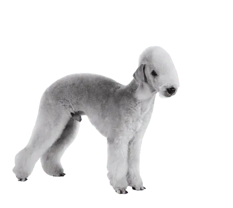 Bedlington Terrier (2)