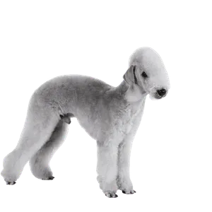 Bedlington Terrier (2)