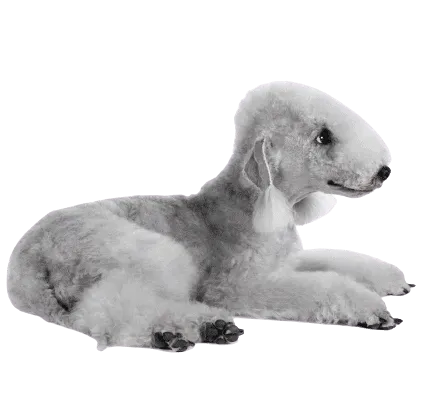 Bedlington Terrier (4)