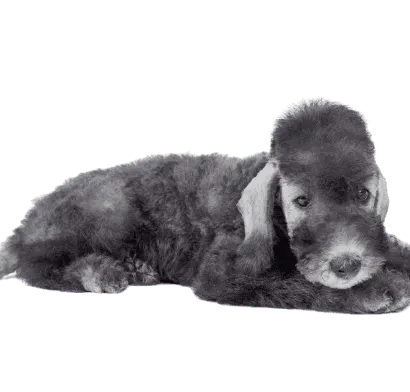 Bedlington Terrier (5)
