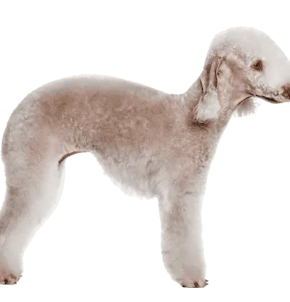 Bedlington Terrier (1)