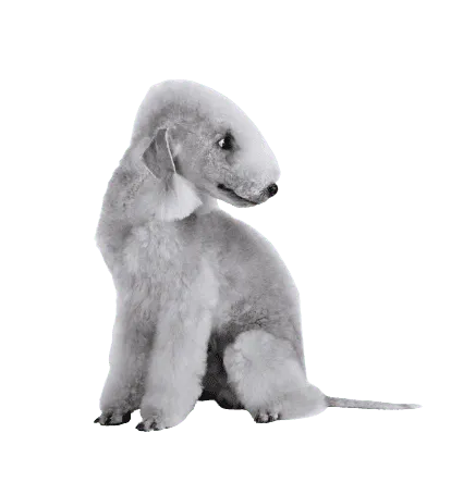 Bedlington Terrier (3)