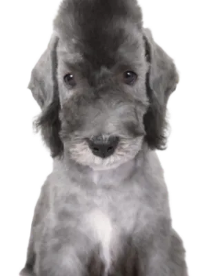 Bedlington Terrier