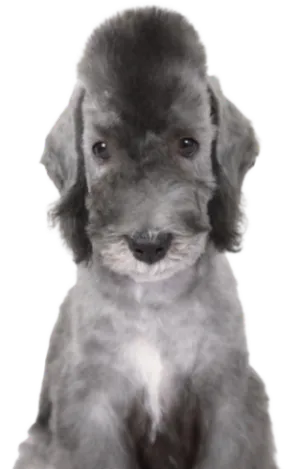 Bedlington Terrier