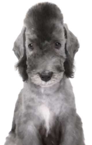 Bedlington Terrier