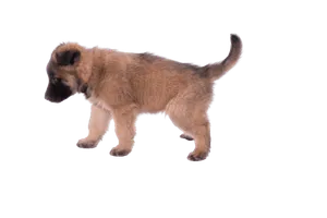 Belgischer Schäferhund (6)