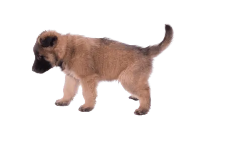 Belgischer Schäferhund (6)