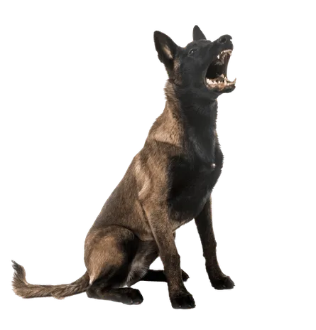 Belgischer Schäferhund (6)