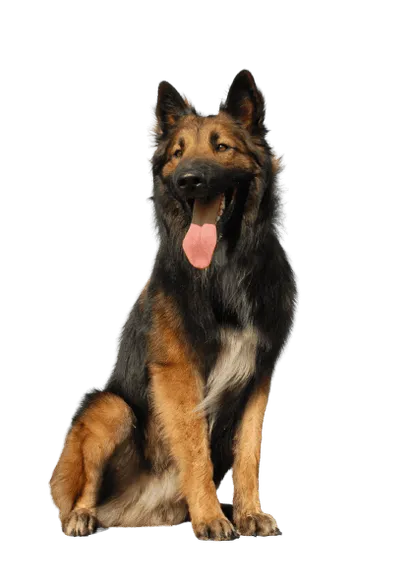 Belgischer Schäferhund (3)