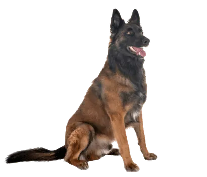 Belgischer Schäferhund (4)