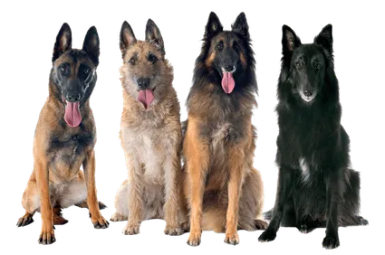 Belgischer Schäferhund (2)