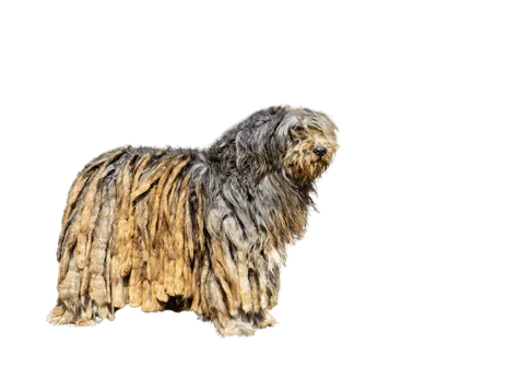 Bergamasker Hirtenhund