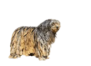 Bergamasker Hirtenhund