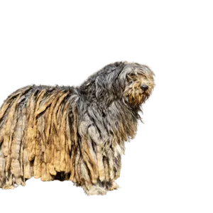 Bergamasker Hirtenhund
