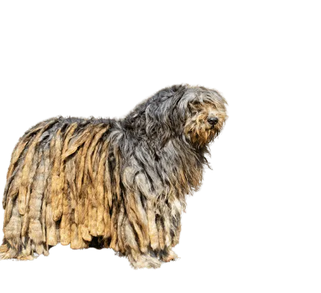 Bergamasker Hirtenhund