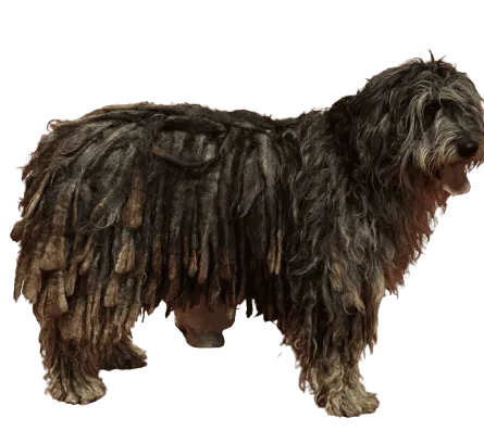 Bergamasker Hirtenhund